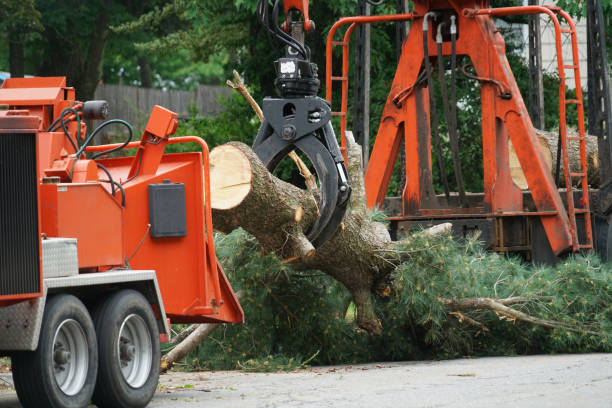 Dead Tree Removal